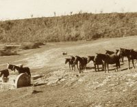 I fontanili di Cesano